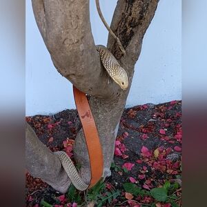 Real Cobra vintage snake belt
